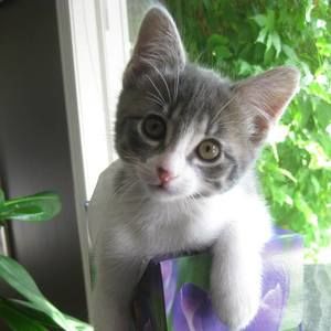 Meet your Posher, Lucy